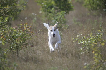 white dog running in grass