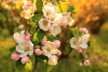 Fototapeta Kwiat jabłoni obraz
