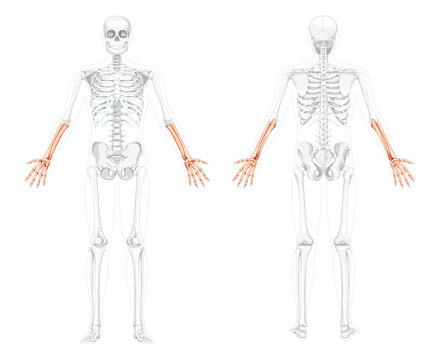 Skeleton Forearms Human hand front view with two arm poses with partly transparent bones position. 3D realistic flat natural color concept Vector illustration of anatomy isolated on white background