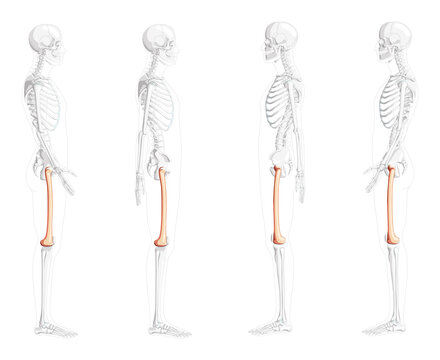Skeleton femur thigh bone Human side view with partly transparent bones position. 3D Anatomically correct realistic flat natural color concept Vector illustration isolated on white background