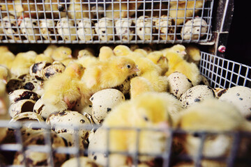 Hatching of chickens and quail in an incubator on a poultry farm.