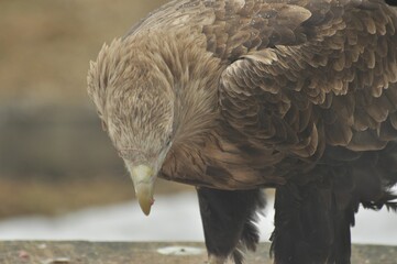 Animals are a traditionally (since the time of Aristotle) distinguished category of organisms, currently considered as a biological kingdom.