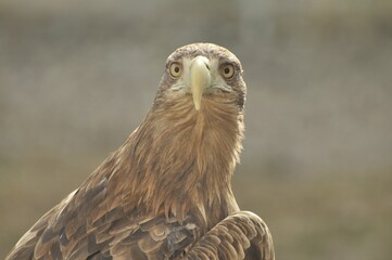 Animals are a traditionally (since the time of Aristotle) distinguished category of organisms, currently considered as a biological kingdom.