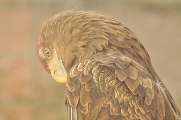 Animals are a traditionally (since the time of Aristotle) distinguished category of organisms, currently considered as a biological kingdom.