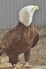 Animals are a traditionally (since the time of Aristotle) distinguished category of organisms, currently considered as a biological kingdom.