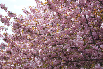 Sakura cherry blossom in spring time over white sky abstract background