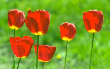 Red tulips flowers on green grass field. Beautiful tulips on the lawn.