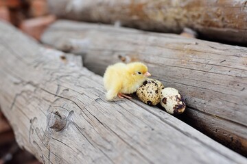little cute chicken on a log against the background of quail eggs.