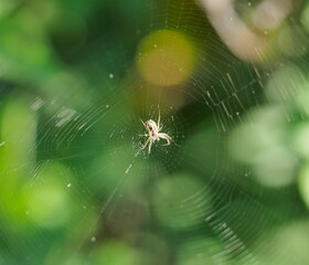 spider on web