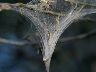 larva of butterfly, with elongated body formed of rings and generally hairy, crawling on coccon.