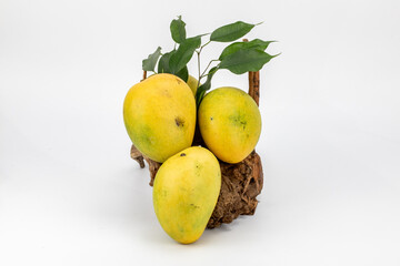Mangoes Badami / Alphonso isolated in white background, shot using studio lighting and water drops on the subject, Composition on a wooden log with extendable white background and ample copy space.