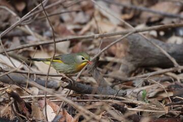 Red billed leiothrix