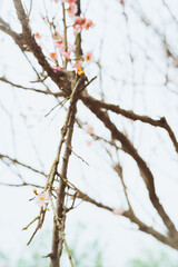 branches of a plum tree