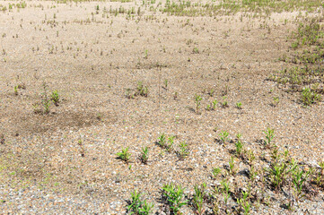 空き地に生えた草 © lastpresent