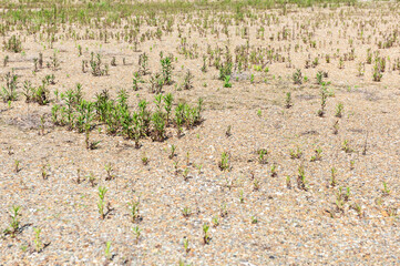 空き地に生えた草 © lastpresent