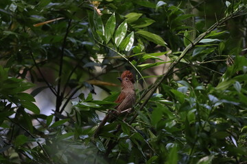 Striated Laughingthush