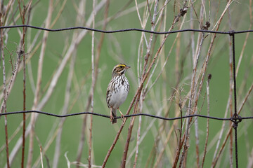 Savanah Sparrow sits perched on a wire agriculture fence