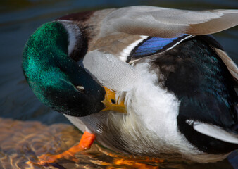 A male green-headed duck cleans its feathers - close up.