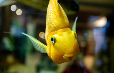 Aquarium fish series. Goldfish - closeup. 