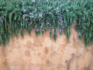 Beige wall background with rosmarinus officinalis (Rosemary) hanging from the top.With nice...