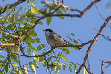 Sardinian Warbler perched on a tree branch