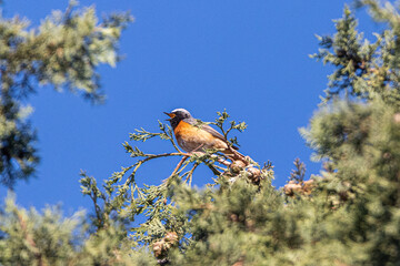 Common Redstart perched on a tree branch
