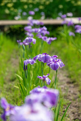 Obraz premium 花菖蒲