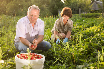 Obraz premium Couple of mature gardeners harvest strawberries