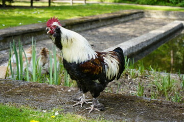 Laughing rooster Ayam Ketawa or 