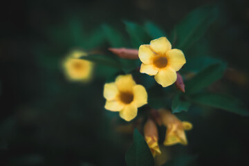 yellow flower on black