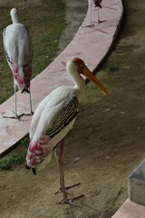 The Painted Stork is standing on the ground.