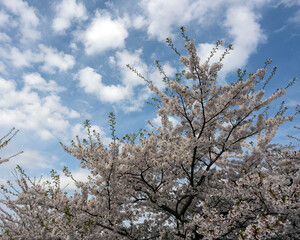 sakura blossom tree