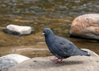 dove standing on stone on the bank of the river