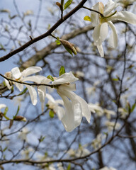 branches of blooming magnolia close-up