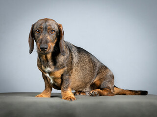 Obraz premium Wire-haired dachshund sitting in a photo studio