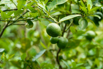 Fresh green lemon limes on tree in organic garden.