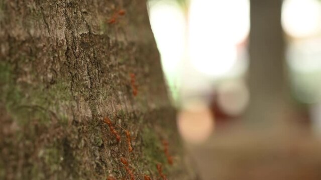 Ants work in the daytime, the ants bridge unity team, the concept team work together. Ant's help orange and red ants A small creature on a branch in a walk then unity.