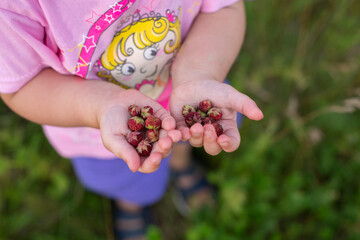 picking berries