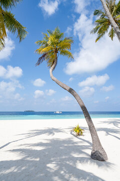 Palm tree on the beach, Maldives