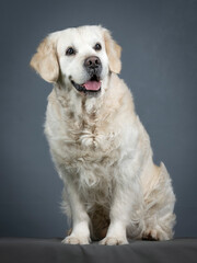 Obraz premium Golden retriever sitting in studio