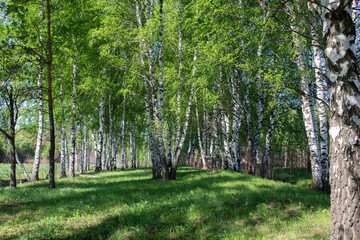 Obraz premium Birch Grove