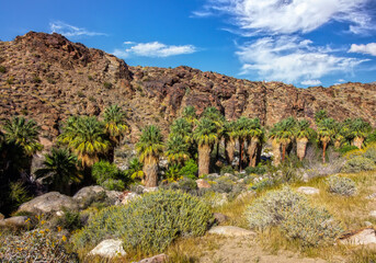 Indian Canyons Landscape