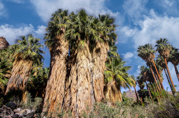 Fototapeta na wymiar Palm Springs Fan Palms
