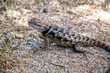 Palm Springs Lizard