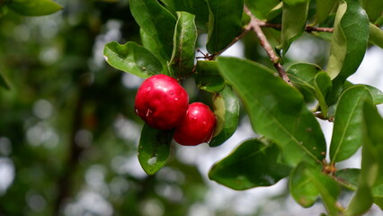 cherries on a tree