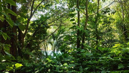 Plant
forest
lake
park
Water
sheets
path
sky
a...