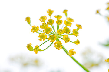 Yellow flowers of parsnip (Pastinaca sativa) isolated on a white background. Macro photography.