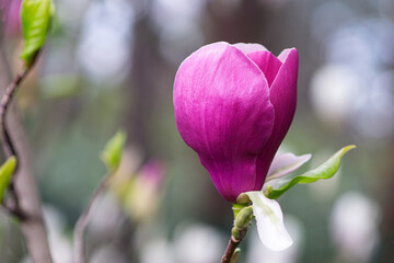 Beautiful pink magnolia flower.