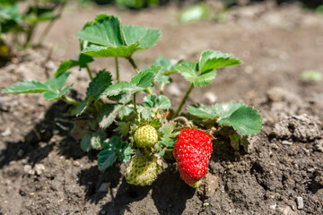 Close view of red and green strawberries on a branch of strawberry bush on a loose plowed soil in agricultural field during spring. Greenery. Agricultural concept. Selective focus.