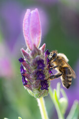 Close-up of a bee harvesting pollen on a topped lavender (Lavandula angustifolia) with blurry background